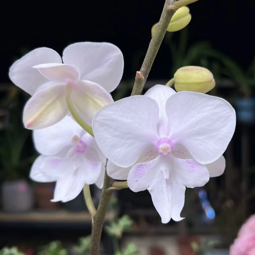 【冰雪公主 带花剑】3.0寸高端蝴蝶兰花苗