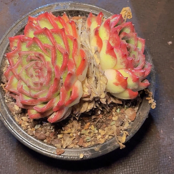 他家都会送礼物呢你怎么