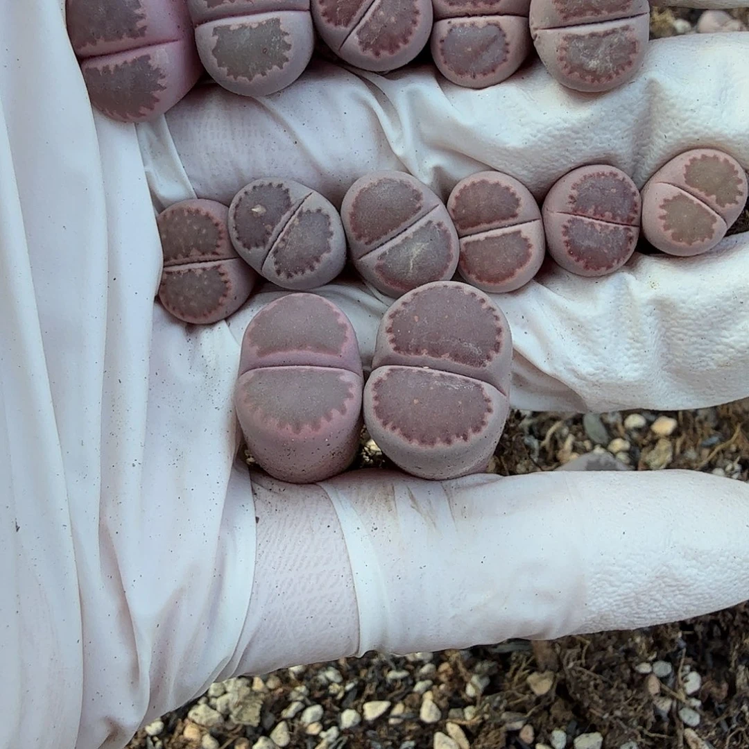 不要给他们看笑话好的572