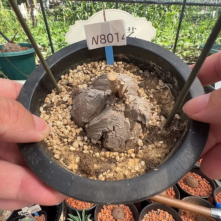 多肉植物专拍 一物一拍 南非龟甲龙8014