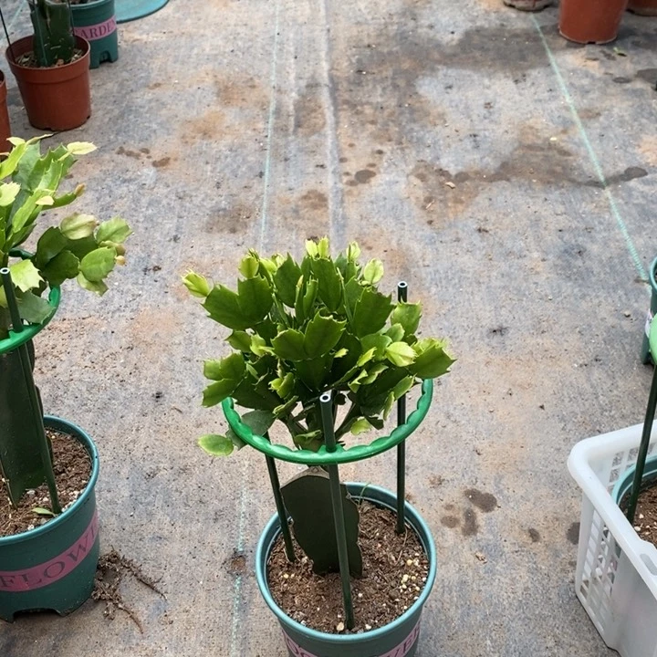 无花朵739嫁接011