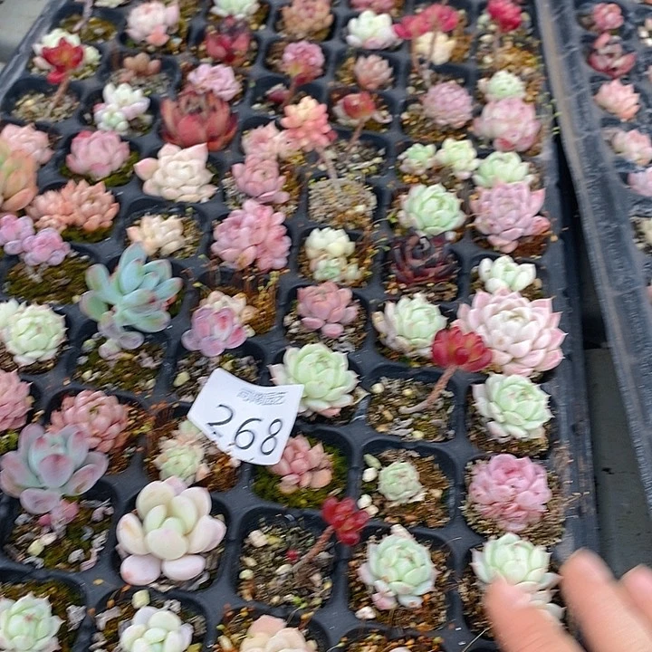 268 多肉植物盆栽花卉