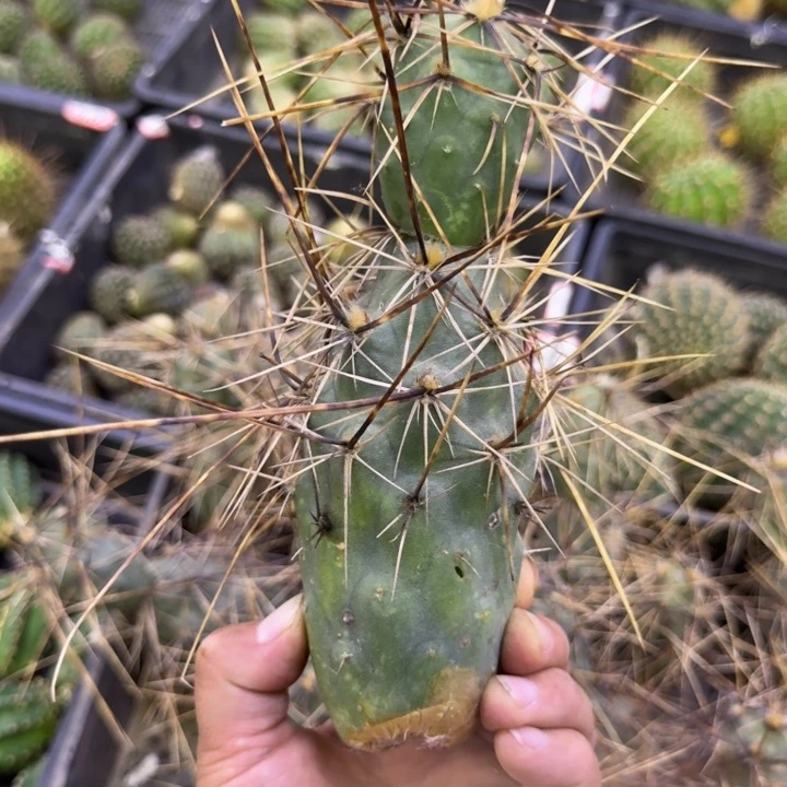 319枪舞者无根侧牙掉侧牙无售后，斑