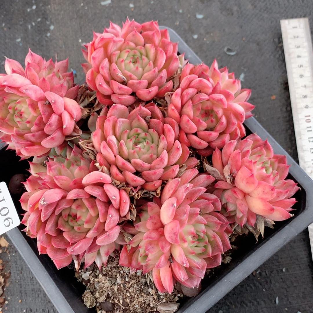 9019杂交多肉植物基地