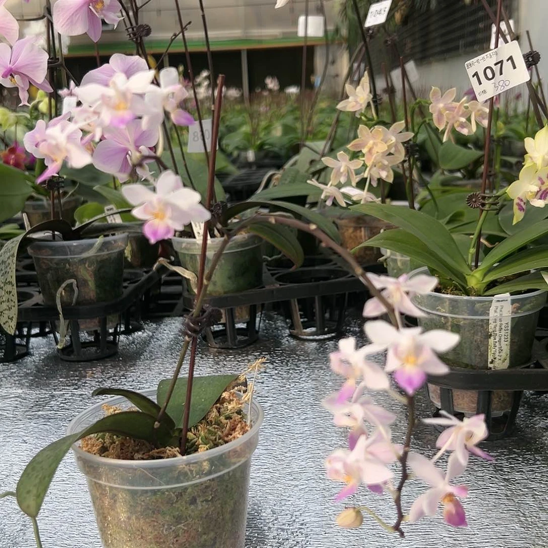 完全开放编号9129樱花雨