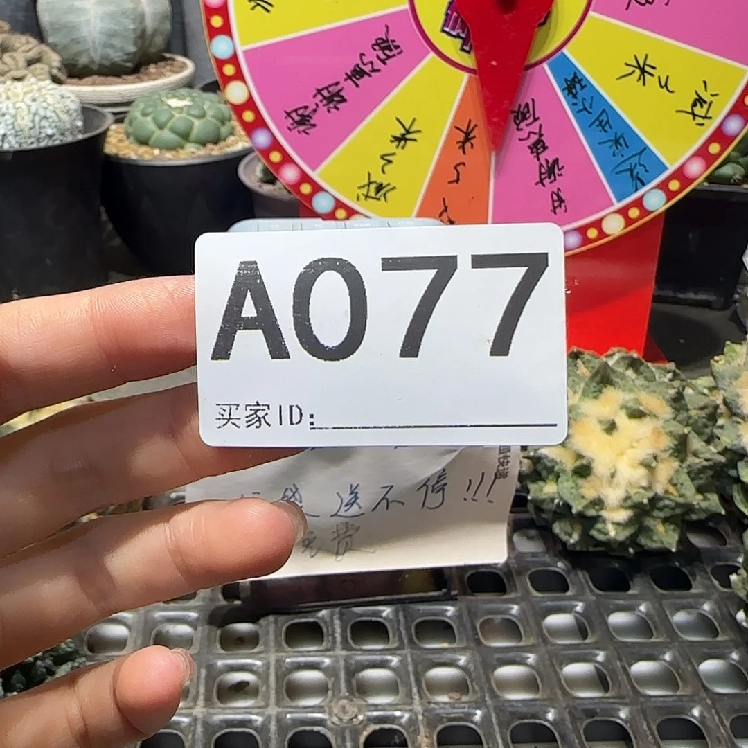 烟***昧实生仙人球特价一颗