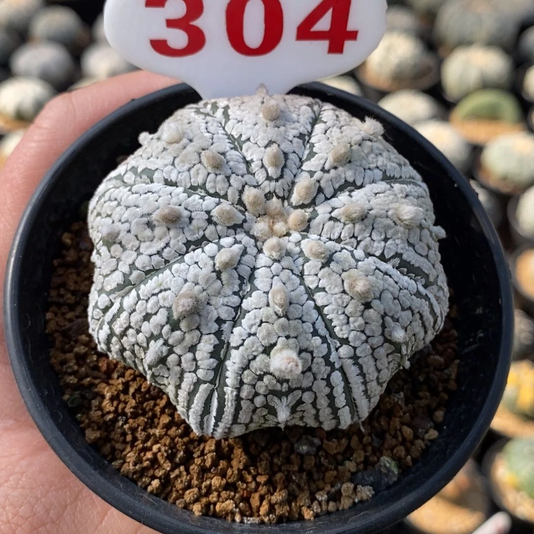 304浓白超兜福利多多