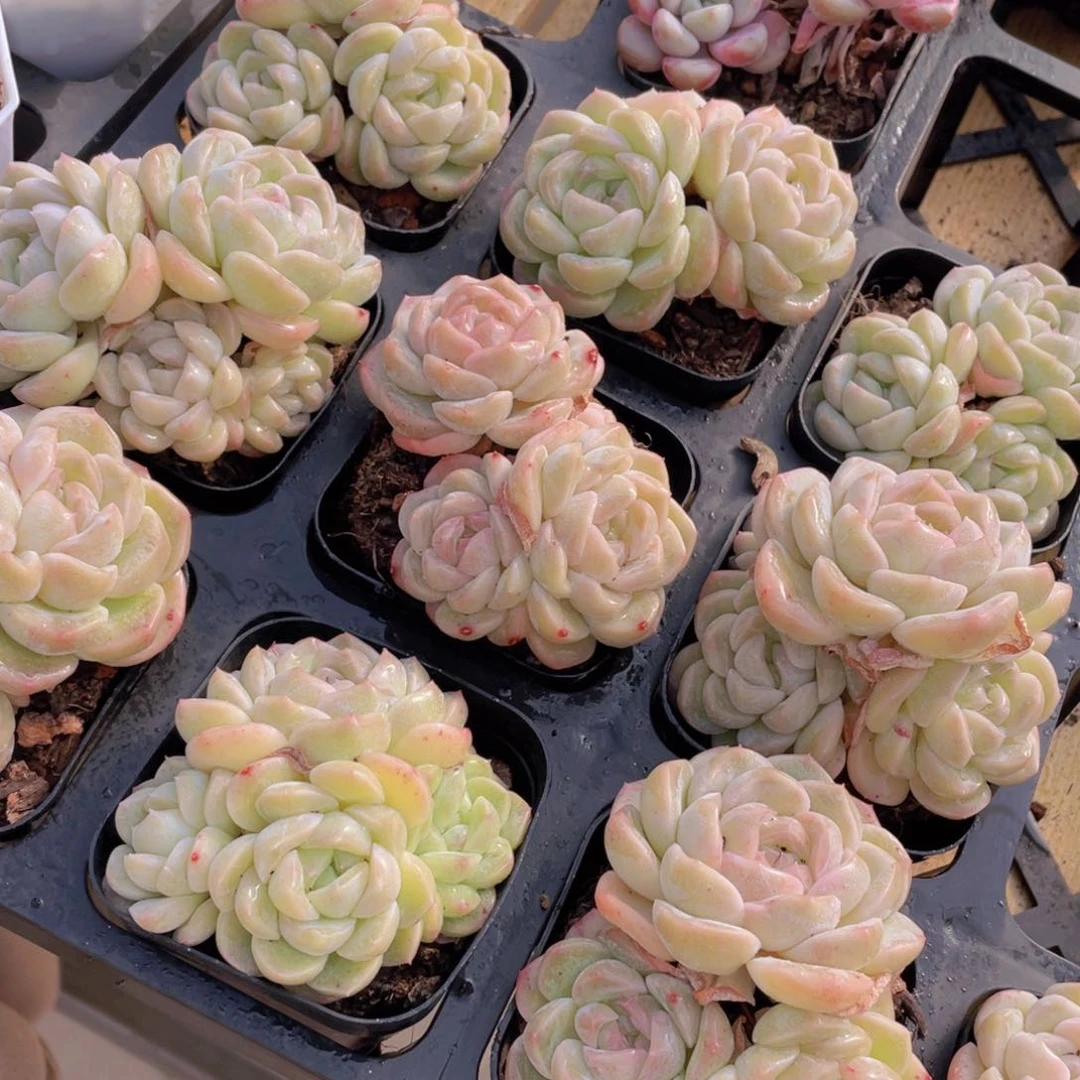 898号 白底白桃汽水群生不包整一个