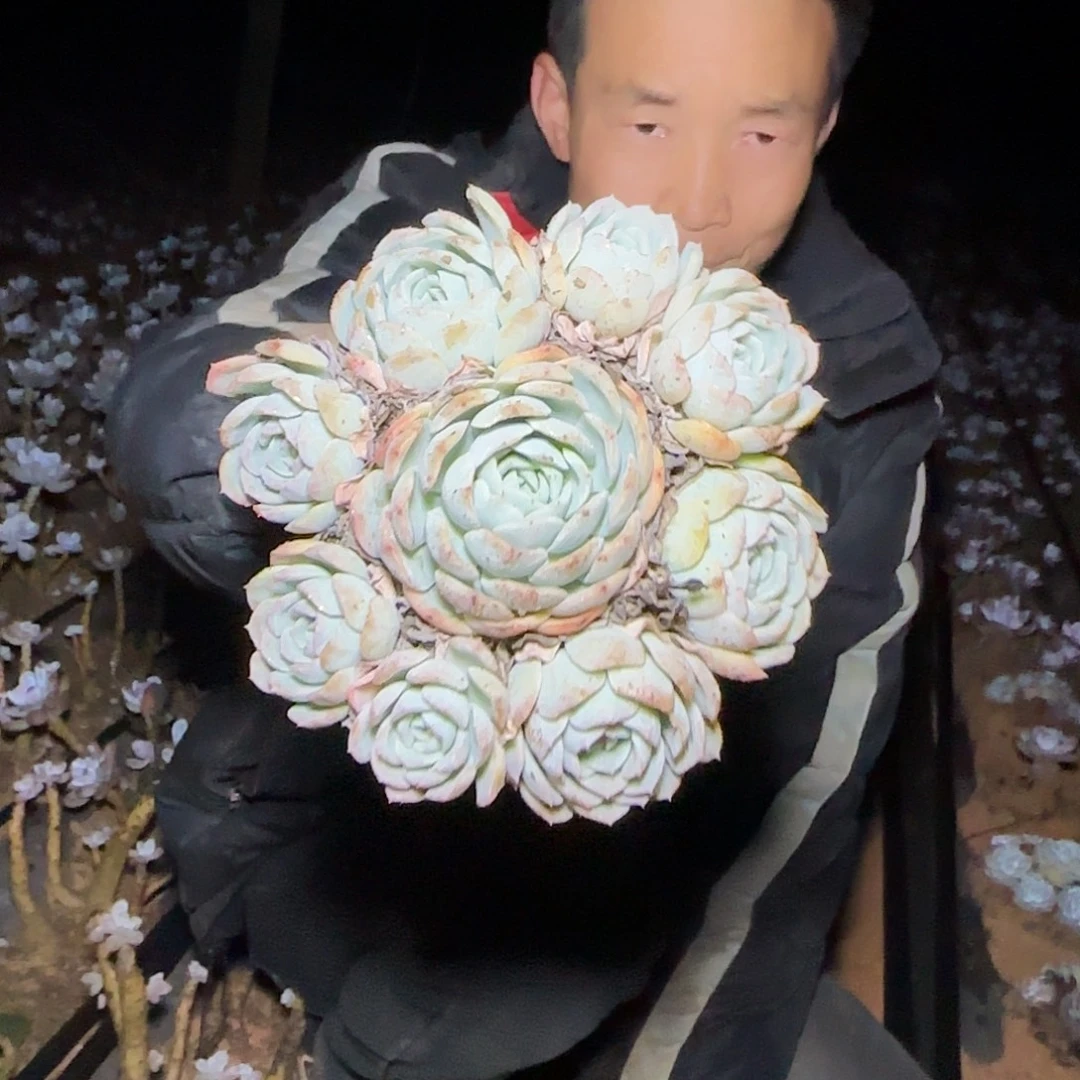 地栽沙沙女王多肉1棵