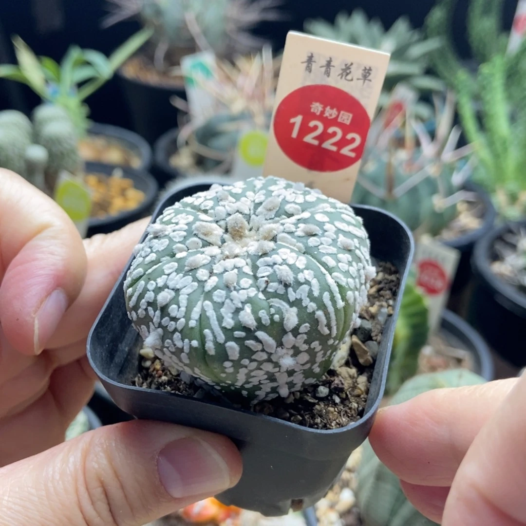 实生超兜奇迹兜一棵