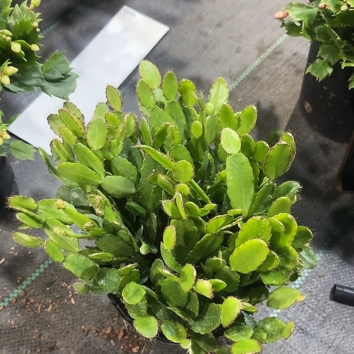 漫***端当前无花栽培后可以开花