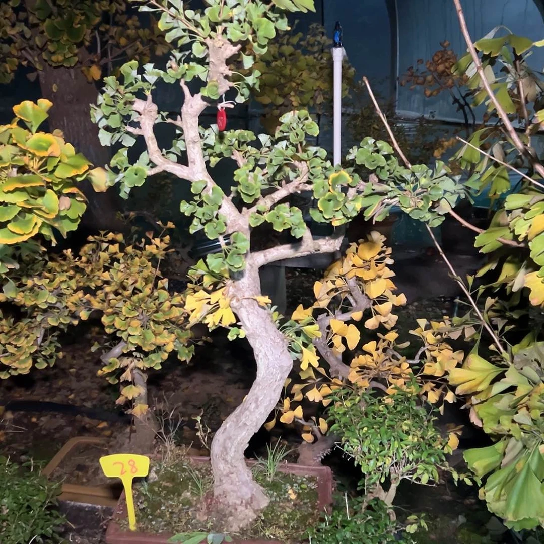 竹***涛无花朵银杏盆景带盆