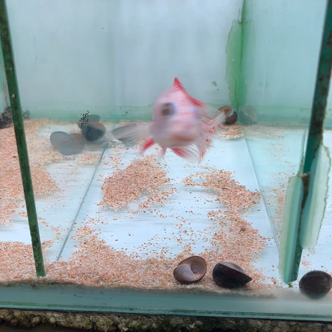 我***恒海水鱼46号松比西o公