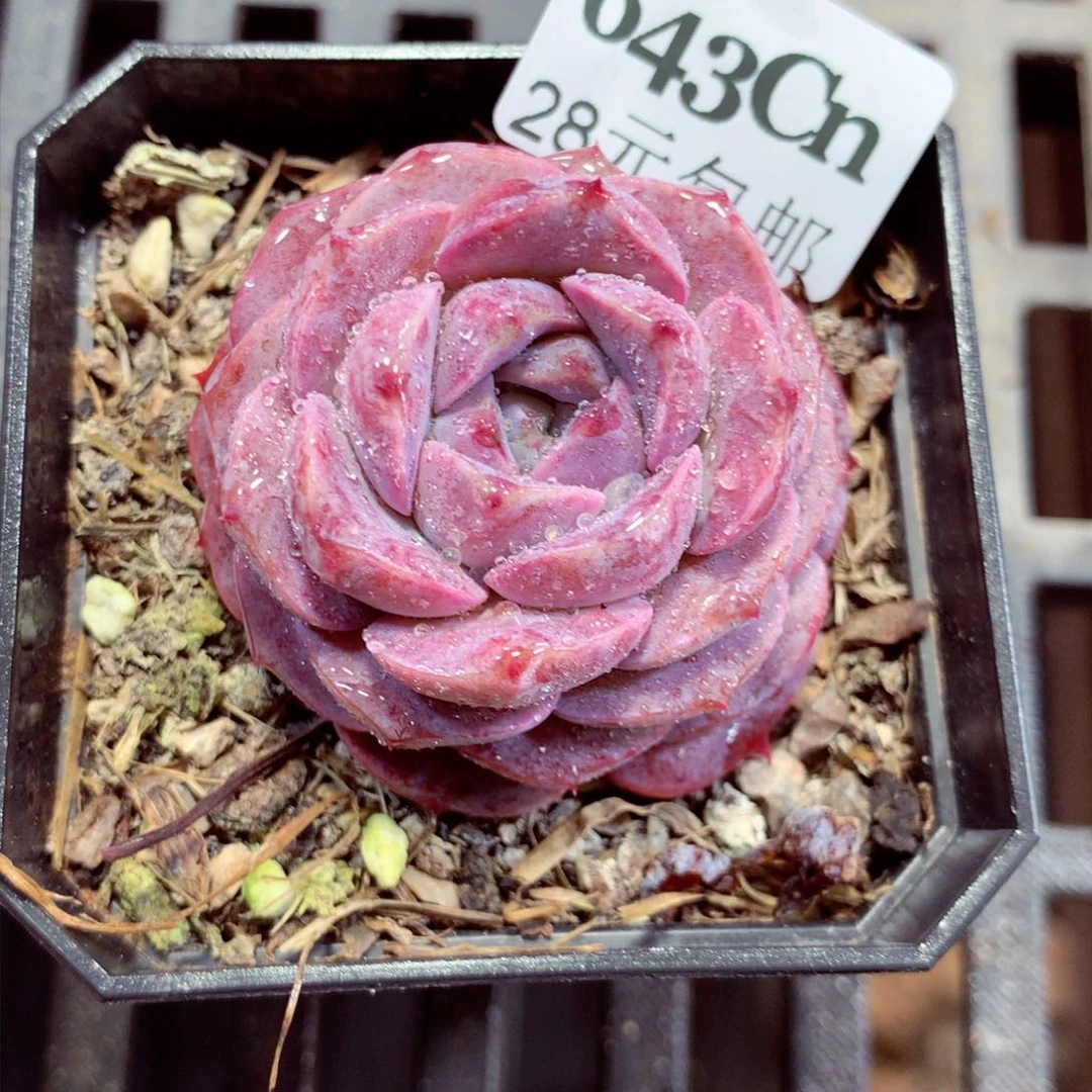 5厘米盆精控多肉643