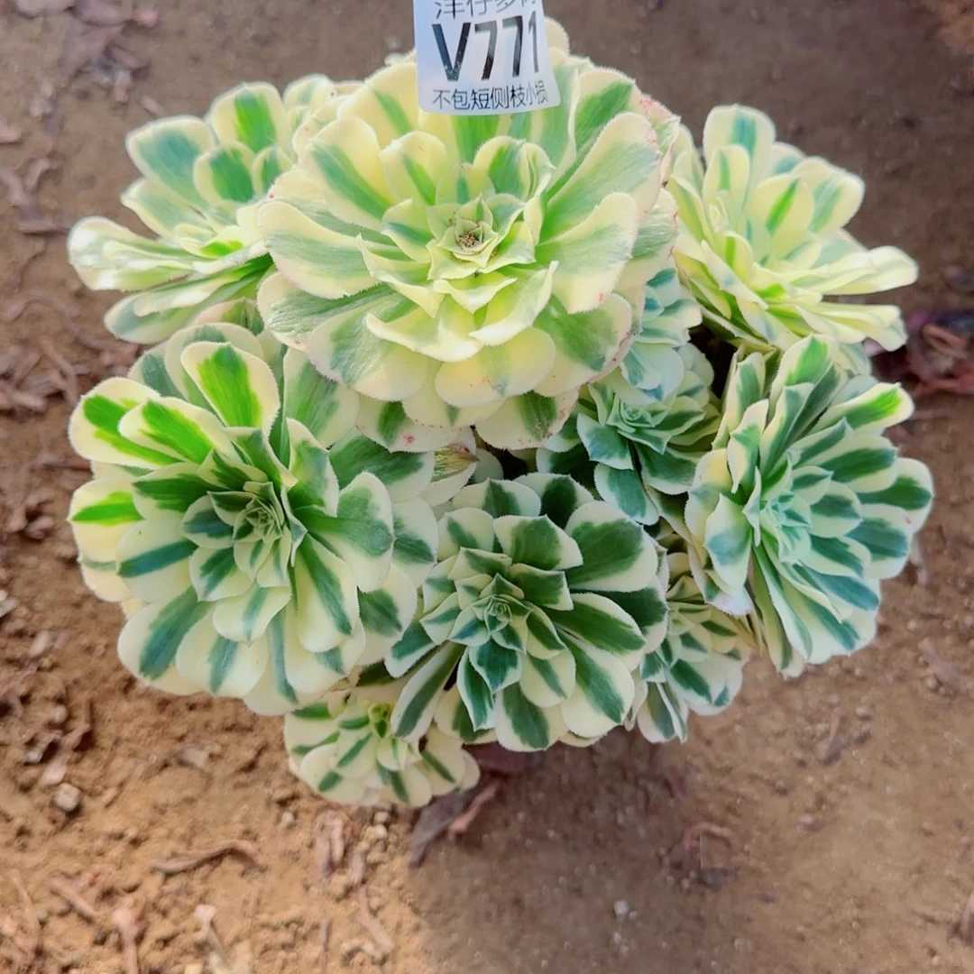 迈巴赫法师771冠幅22