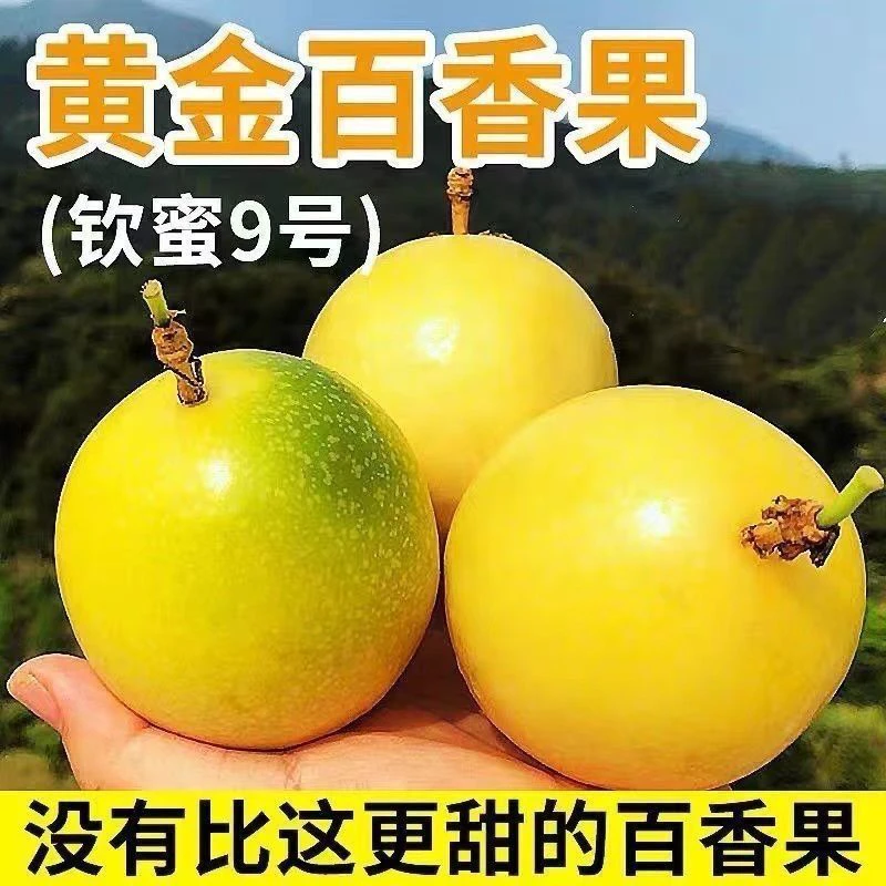 纯甜黄金百香果苗新品种纯甜黄金九号嫁接苗四季爬藤阳台庭院种植