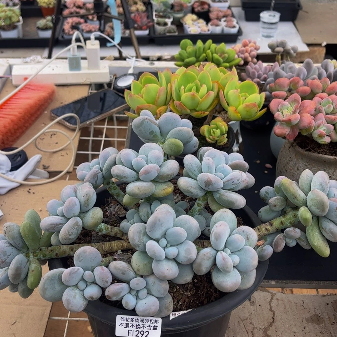 292-老庄芭比奶多肉18cm