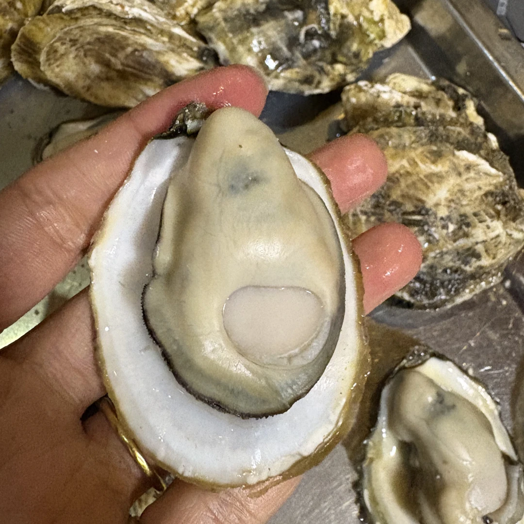 顺丰发货红岛薄皮海蛎子皮薄肉嫩口感鲜美（一斤十个左右）鲜活新鲜