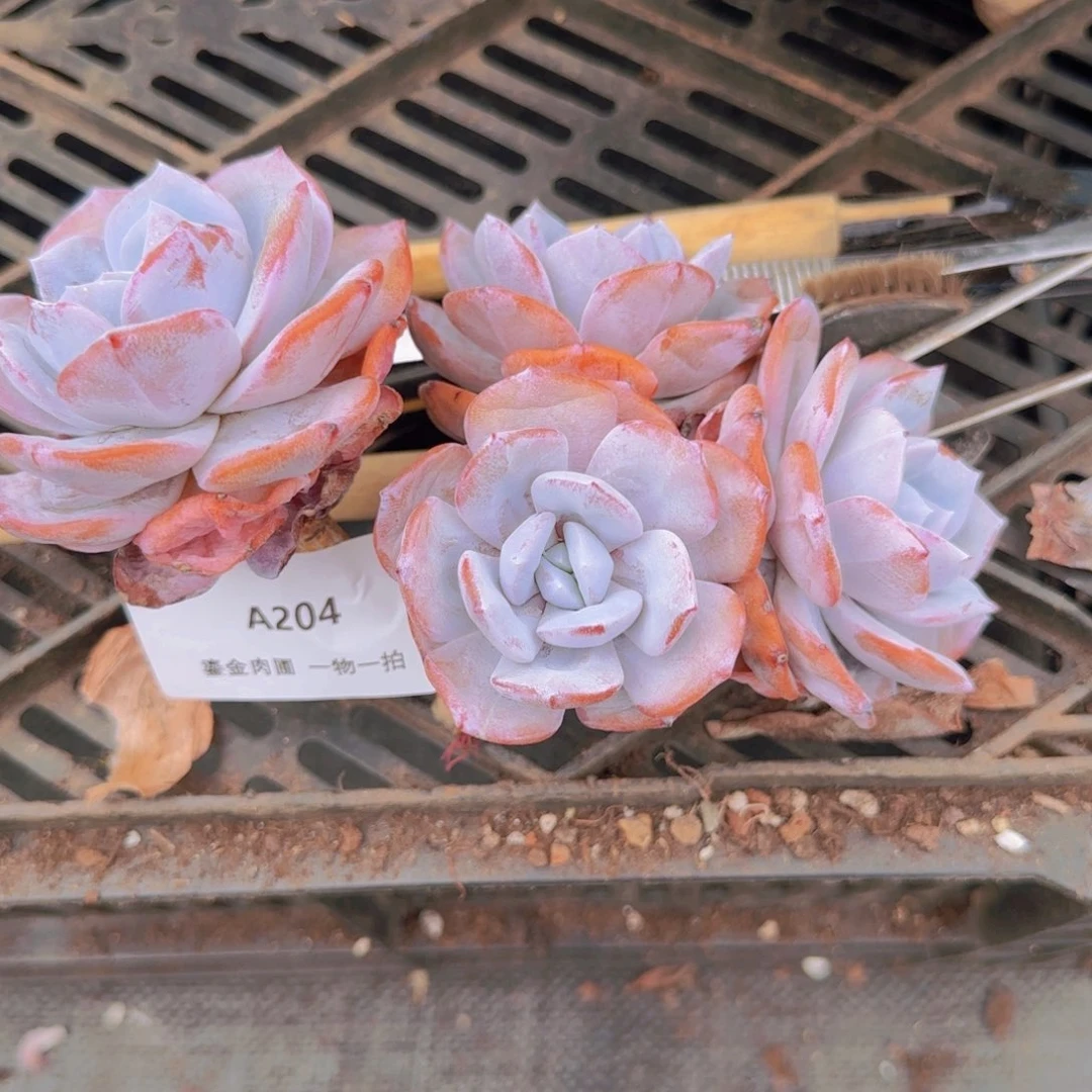 落***城A204精控奶茶