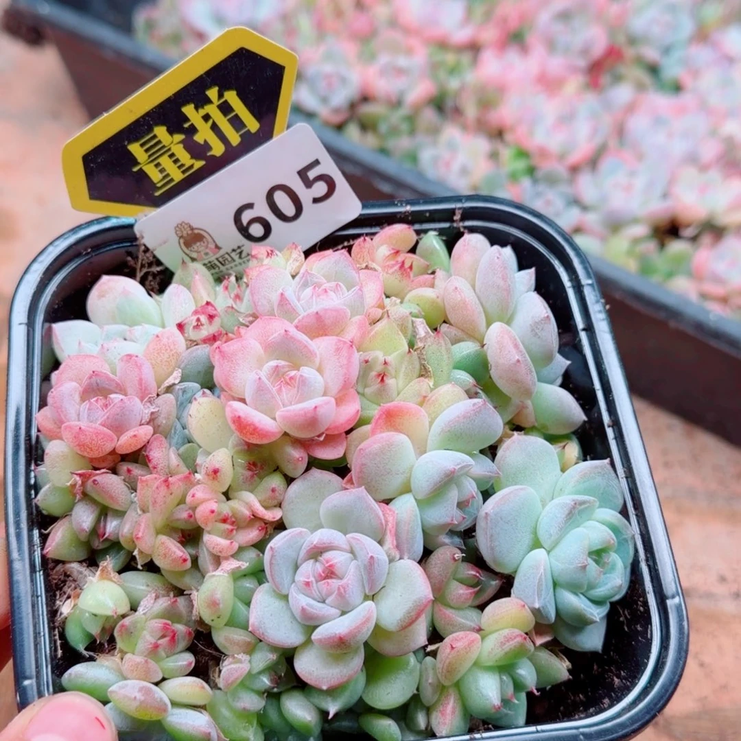 多肉植物多肉植物