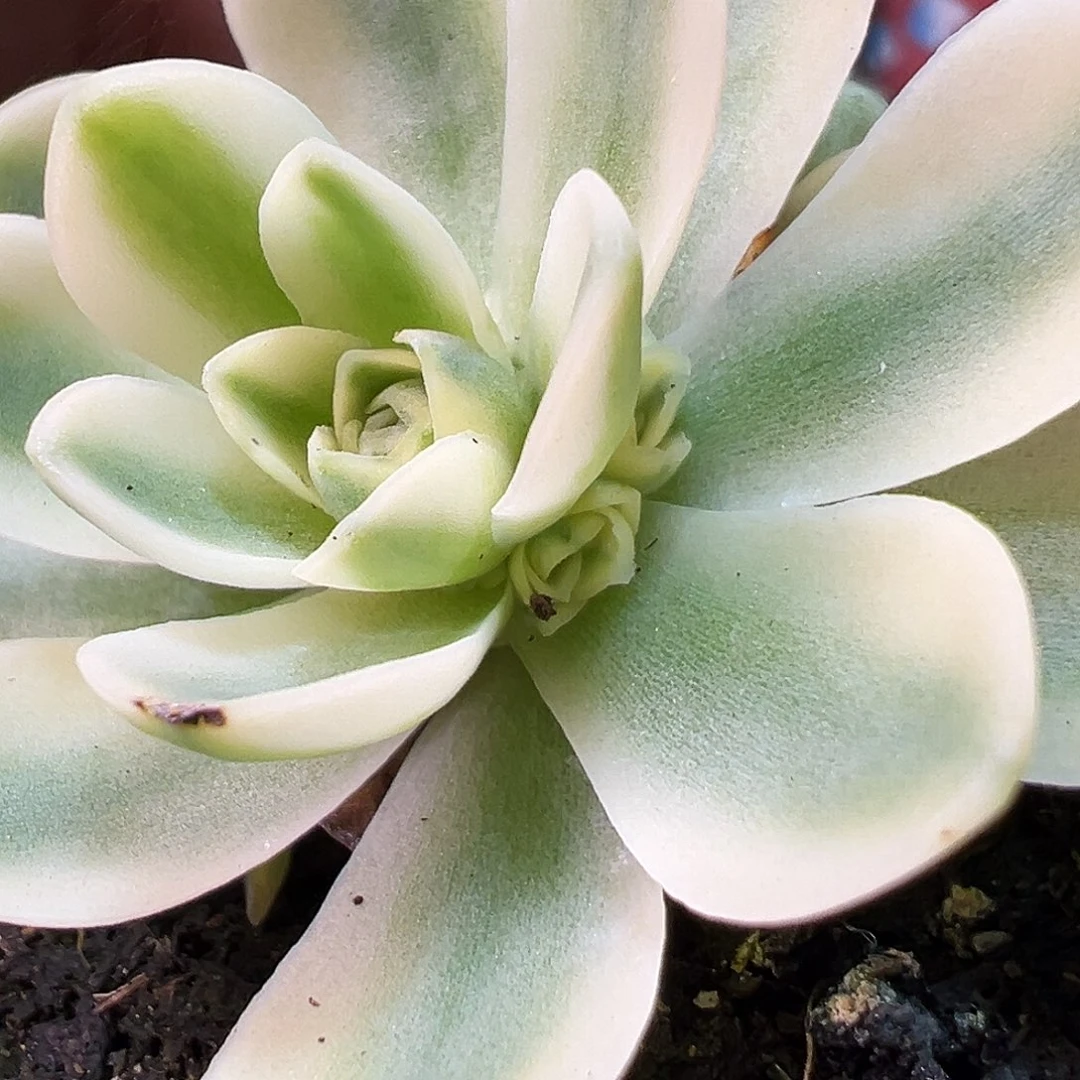 山地玫瑰锦开心891号