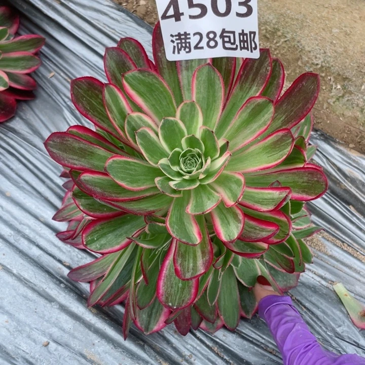 4503孔雀翎一号棚I