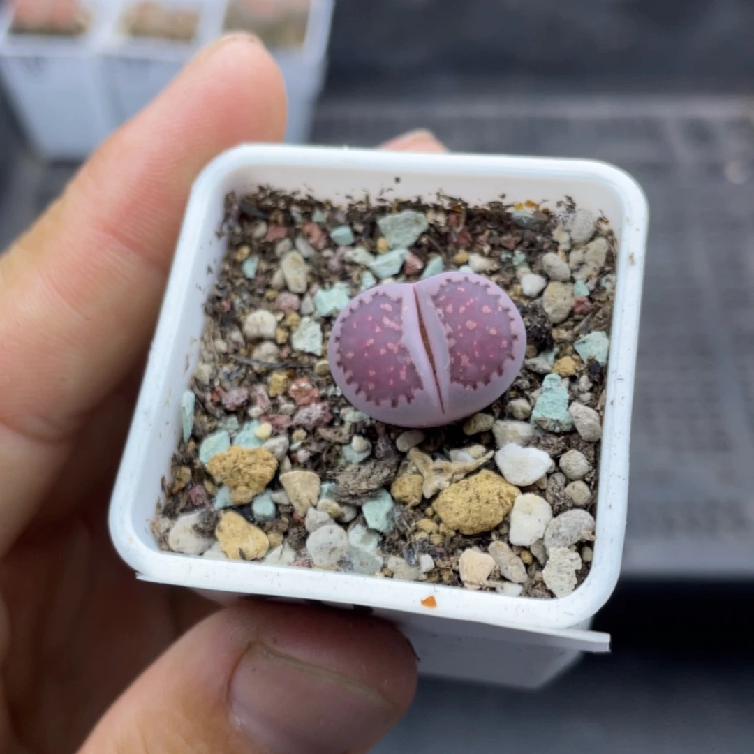 00000000000000000000020