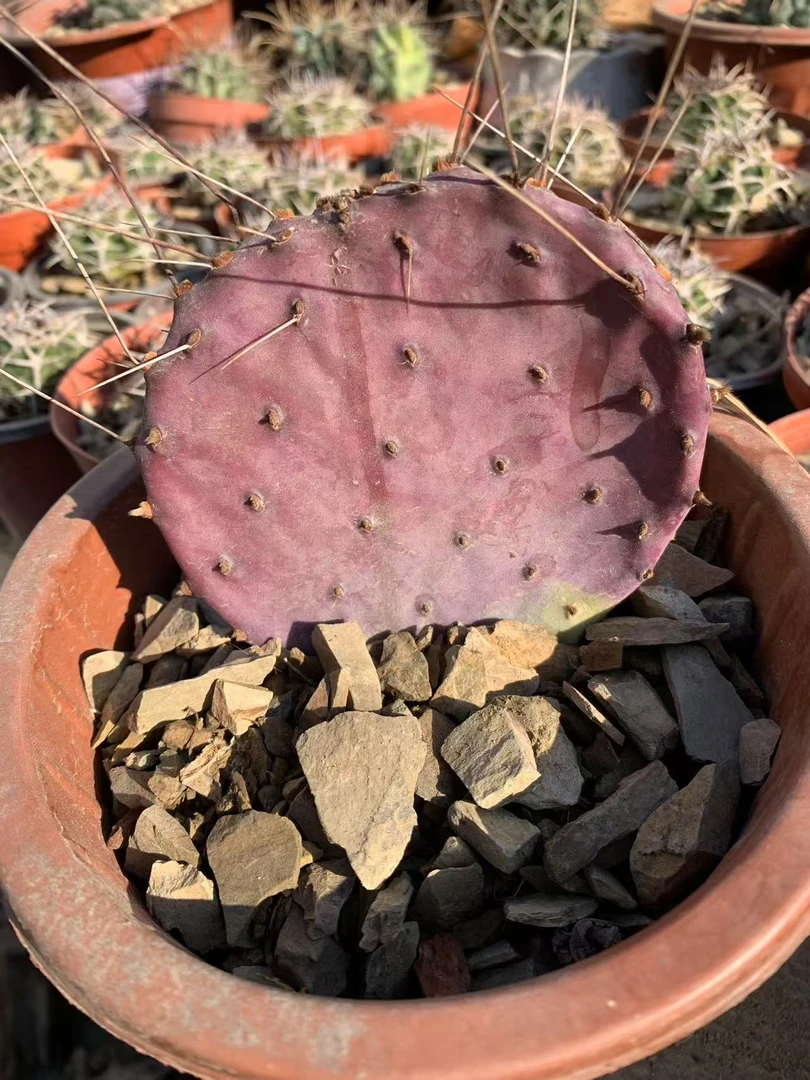 稀缺品种美惠仙人掌耐寒紫色开花多肉植物庭院盆栽