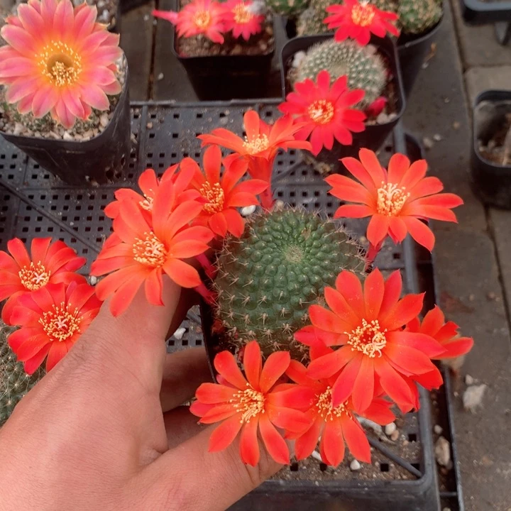 17 宝山实生带盆土发货 6.5厘米 满20包邮