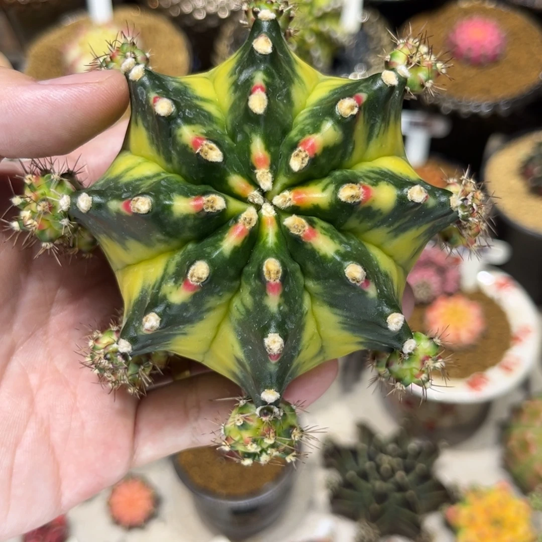 柠檬岛出侧芽188一个————-
