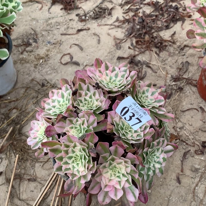 037铜壶白绣球东棚北