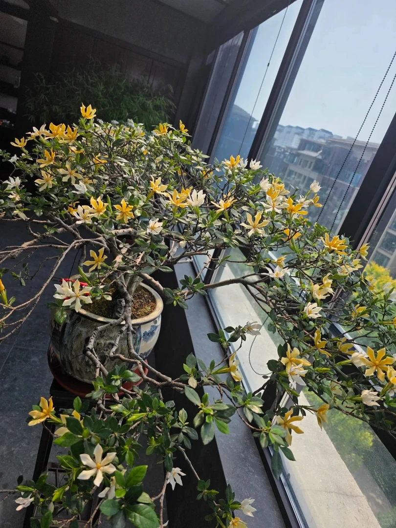 直播间一物一拍海岛栀子花春花石枫游龙精品桩