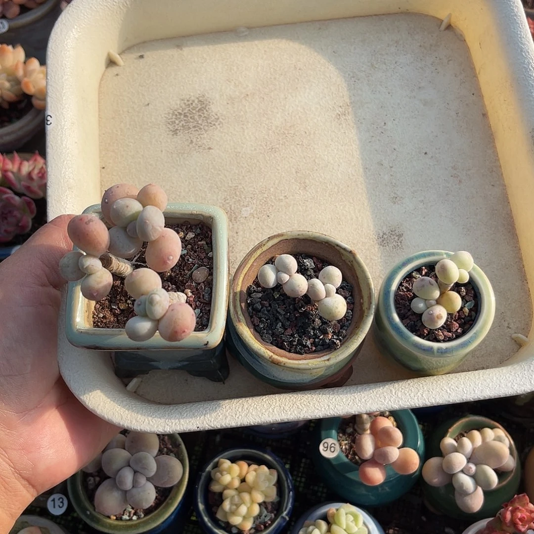 气***水一物一拍无盆无土