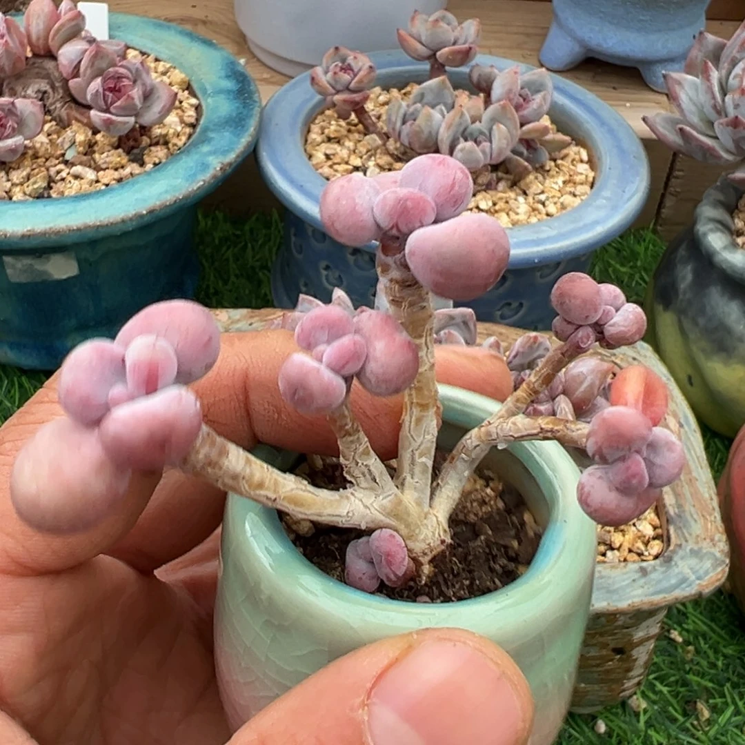 啊石榴籽星影小树福利桃蛋