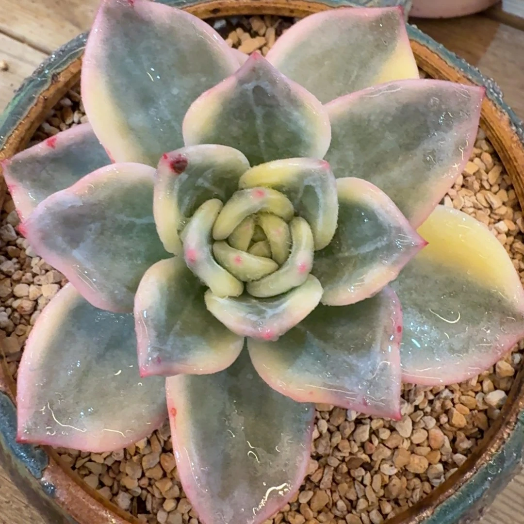 伊丽莎白锦 安吉园艺锦