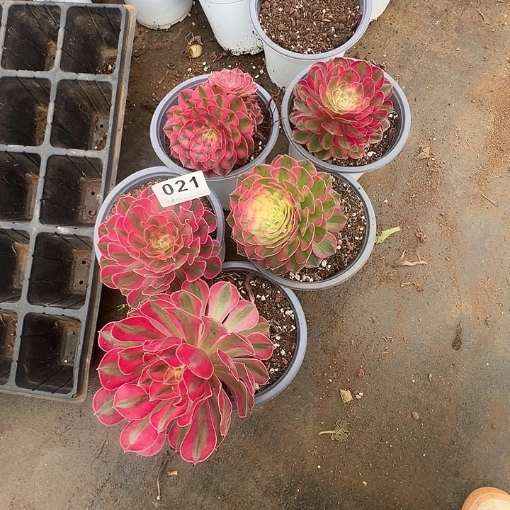 开***0精品多肉植物021组合