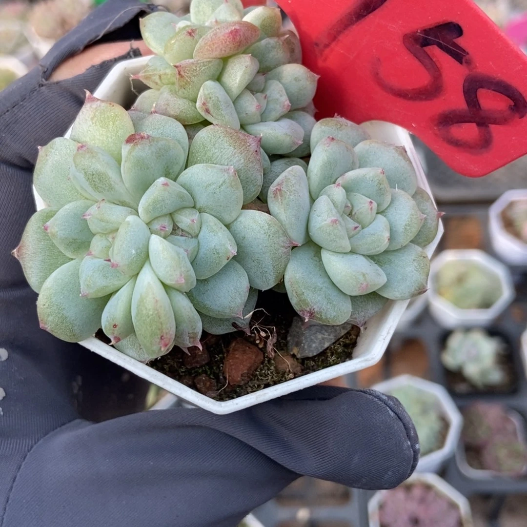 1958甜心石化多肉植物