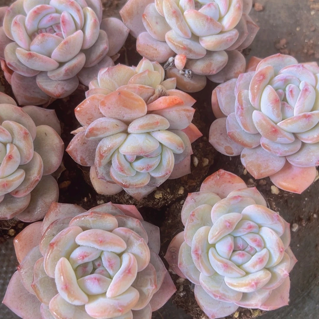 9厘米盆琉璃尊十颗一组