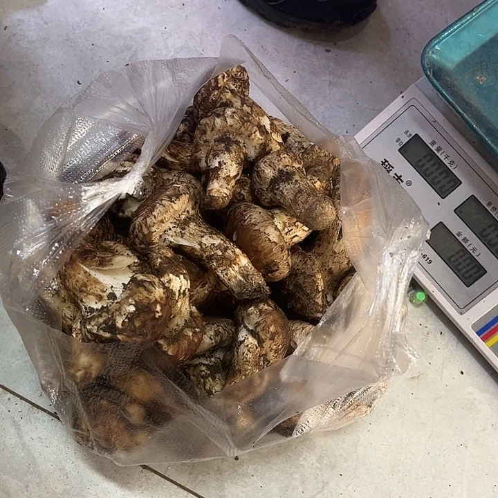 林***森云南野生菌各种新鲜菌菇中国大陆