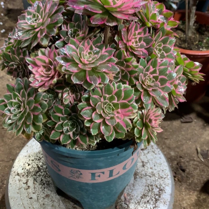 保***姨486孔雀翎多肉植物特价