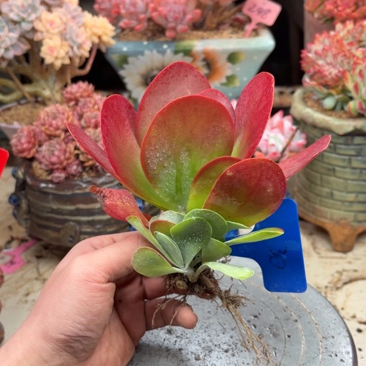 多肉植物一物一拍30