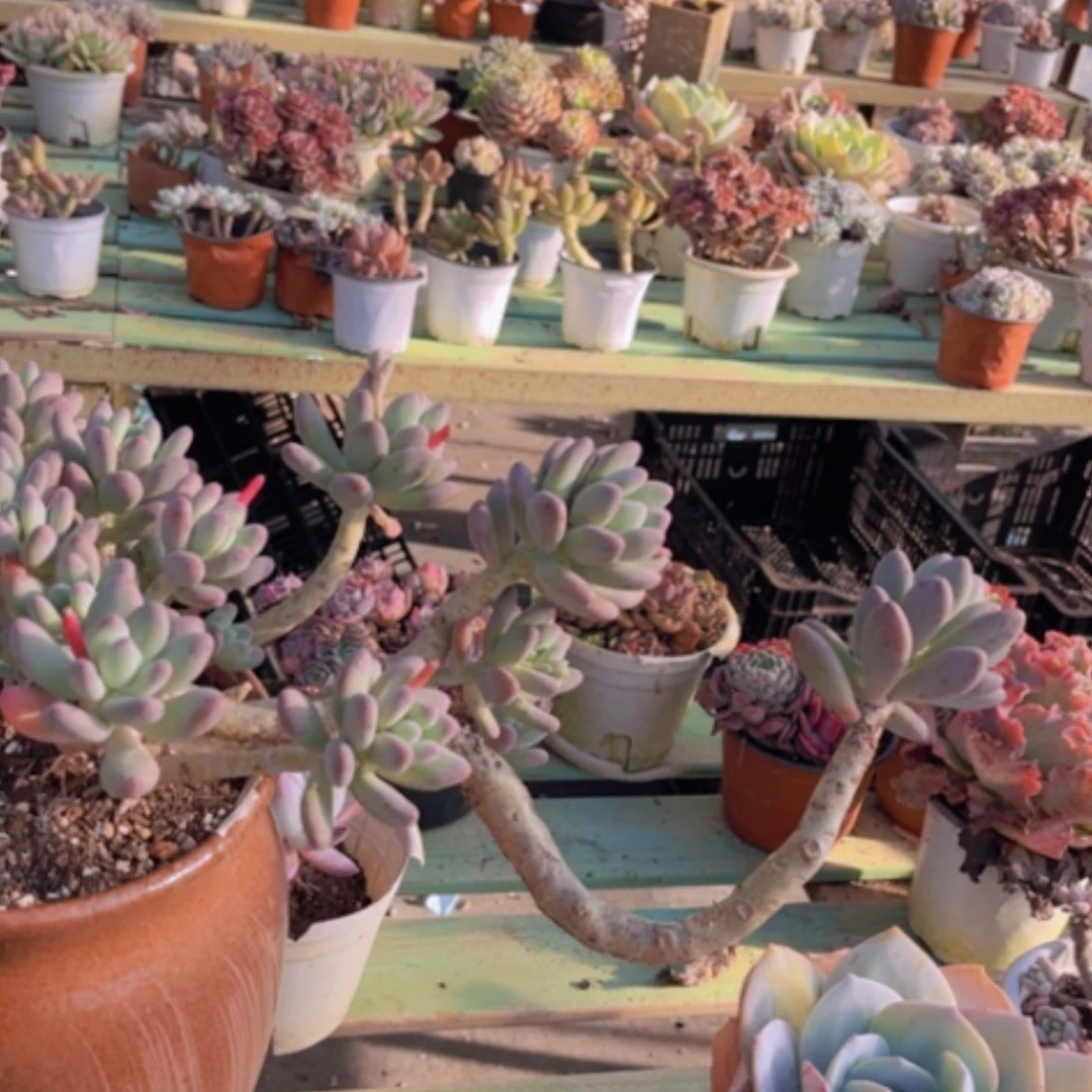 【闪购商品】苹果奶16233