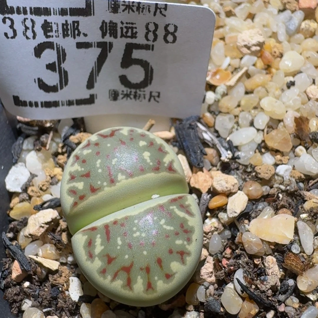 zzzzz精品生石花375