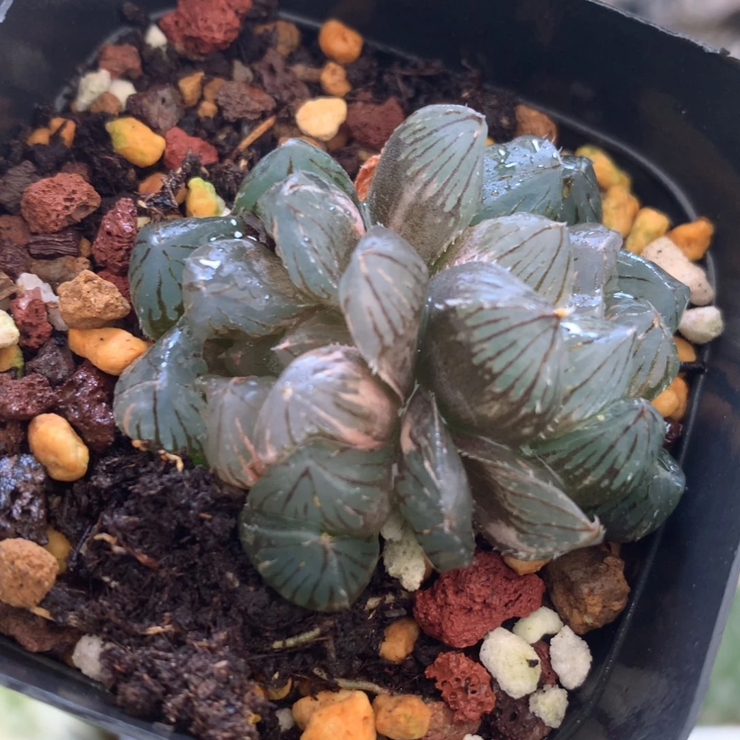 龙抓玉露锦，带盆发货