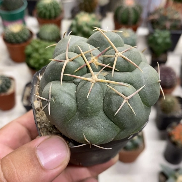 实生白肌天晃特价