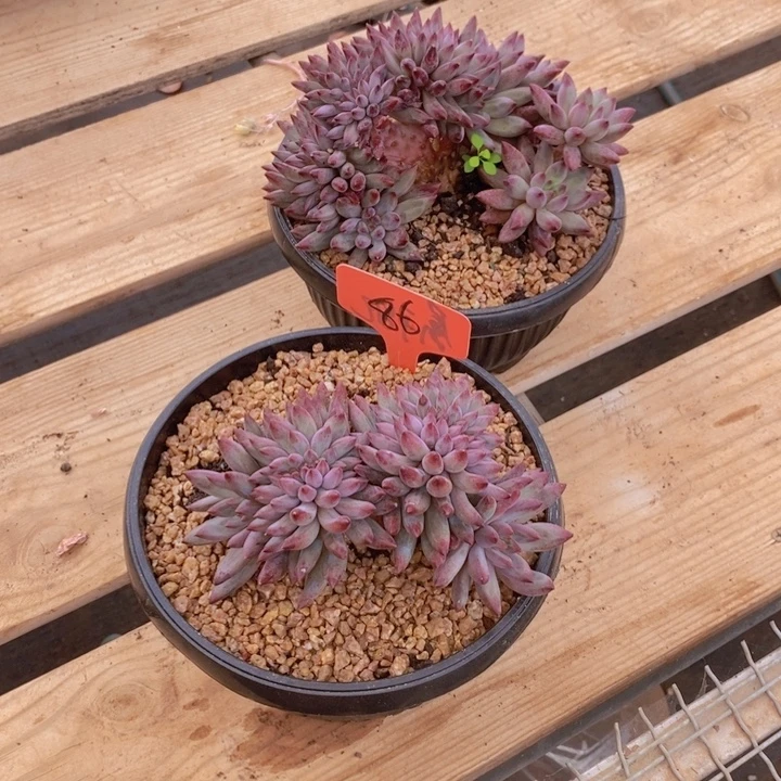 风***行这个点睡起来都会