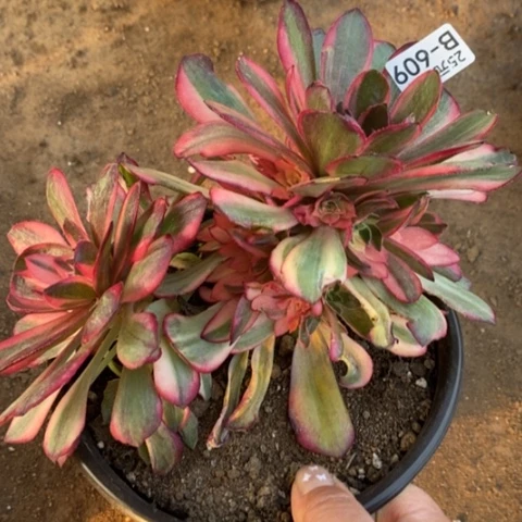 609黑魔锦满25包邮多肉