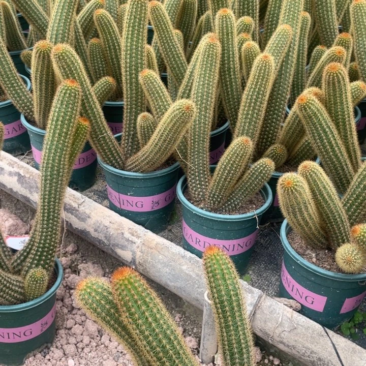 紫水晶双头拼盆25元带盆带土发货