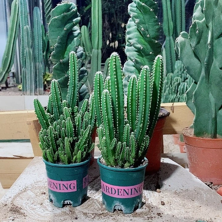 2颗万重山原盆发货