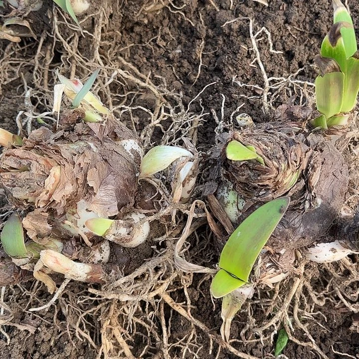 杂交8-9带侧开花不售后